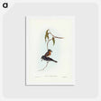 アートポストカード-Plumbeous Flycatcher
 - ジョン グールド Postcard.