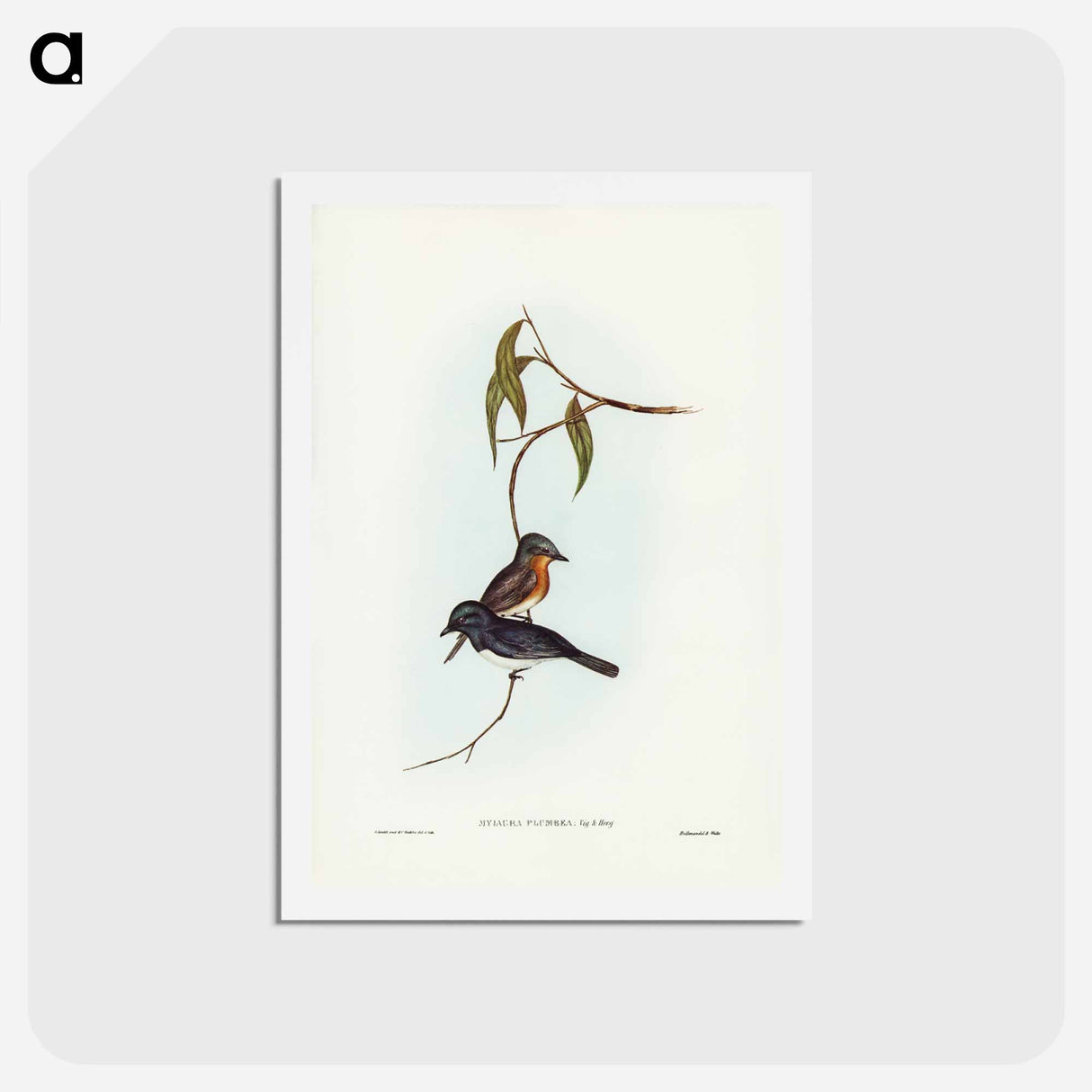 アートポストカード-Plumbeous Flycatcher
 - ジョン グールド Postcard.