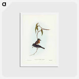 アートポストカード-Plumbeous Flycatcher
 - ジョン グールド Postcard.