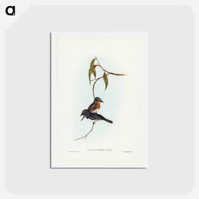 アートポストカード-Plumbeous Flycatcher
 - ジョン グールド Postcard.
