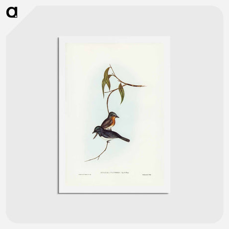 アートポストカード-Plumbeous Flycatcher
 - ジョン グールド Postcard.