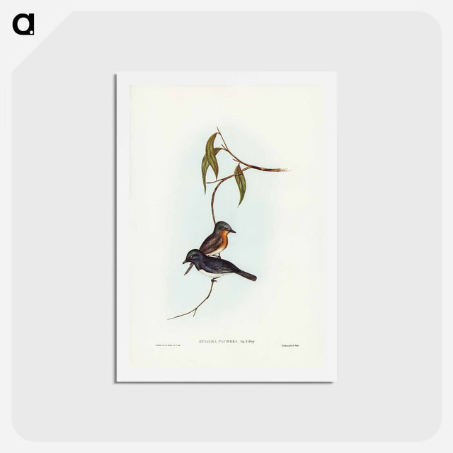 アートポストカード-Plumbeous Flycatcher
 - ジョン グールド Postcard.