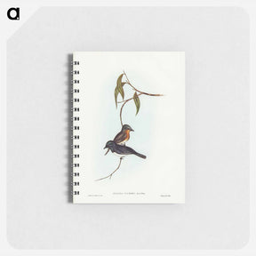 アートメモ帳-Plumbeous Flycatcher
 - ジョン グールド Memo.