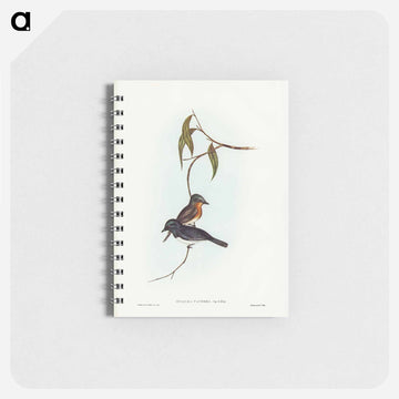 Plumbeous Flycatcher
 - ジョン グールド Memo.