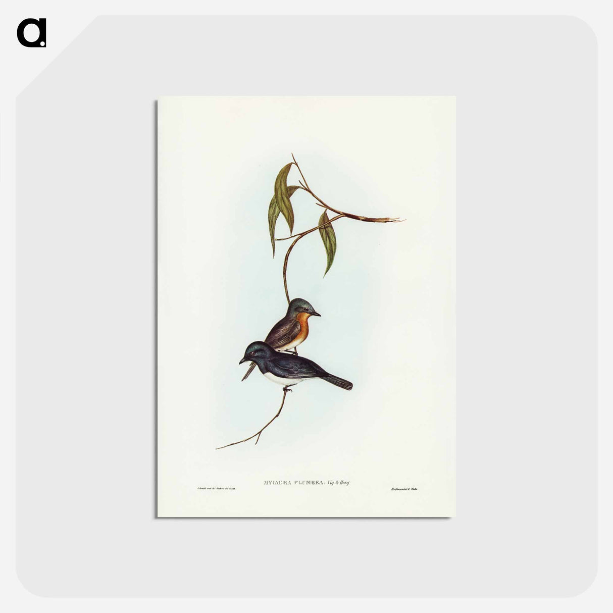 アートポストカード-Plumbeous Flycatcher
 - ジョン グールド Postcard.