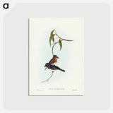 アートポストカード-Plumbeous Flycatcher
 - ジョン グールド Postcard.