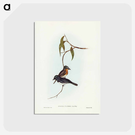 アートポストカード-Plumbeous Flycatcher
 - ジョン グールド Postcard.