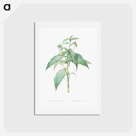 アートポストカード-Commelina zanonia illustration - ピエール ジョゼフ ルドゥーテ Postcard.