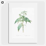 Commelina zanonia illustration - Pierre Joseph Redouté Poster.