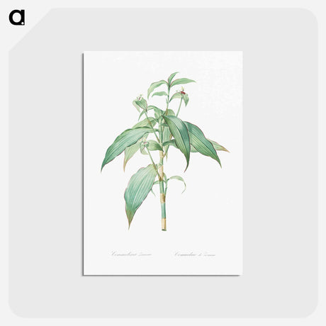 アートポストカード-Commelina zanonia illustration - ピエール ジョゼフ ルドゥーテ Postcard.