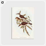 アートポストカード-Selby's Colluricincla
 - ジョン グールド Postcard.