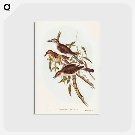 アートポストカード-Selby's Colluricincla
 - ジョン グールド Postcard.
