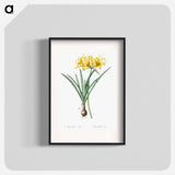 Golden Hurricane Lily - Pierre Joseph Redouté Poster.
