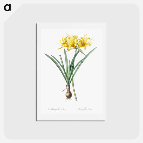 アートポストカード-Golden Hurricane Lily - ピエール ジョゼフ ルドゥーテ Postcard.