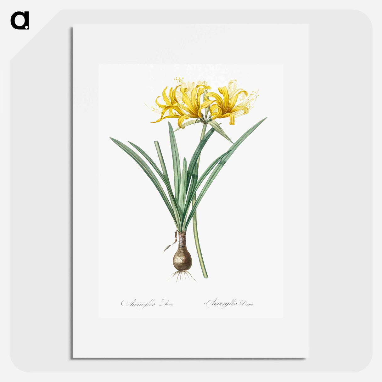 Golden Hurricane Lily - Pierre Joseph Redouté Poster.