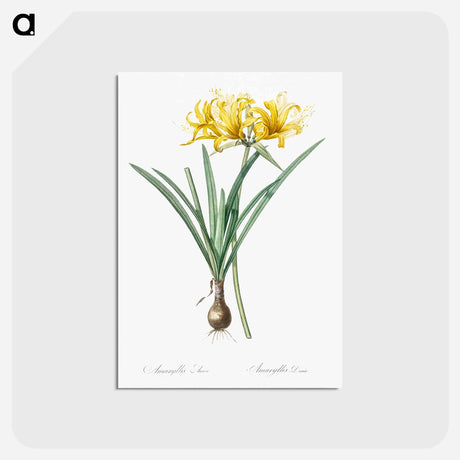 アートポストカード-Golden Hurricane Lily - ピエール ジョゼフ ルドゥーテ Postcard.
