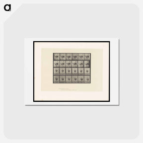 アートポストカード-Walking Ostrich
 - エドワード マイブリッジ Postcard.