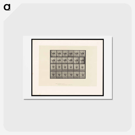 アートポストカード-Walking Ostrich
 - エドワード マイブリッジ Postcard.