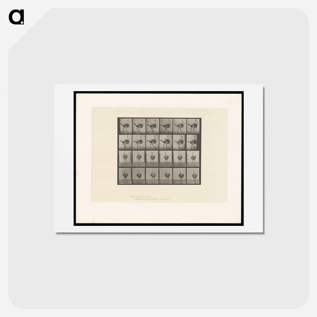 アートポストカード-Walking Ostrich
 - エドワード マイブリッジ Postcard.