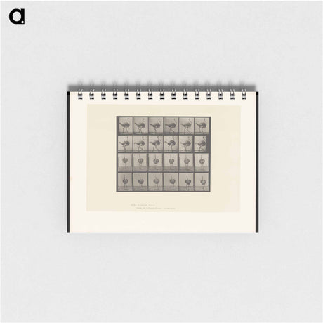 アートメモ帳-Walking Ostrich
 - エドワード マイブリッジ Memo.