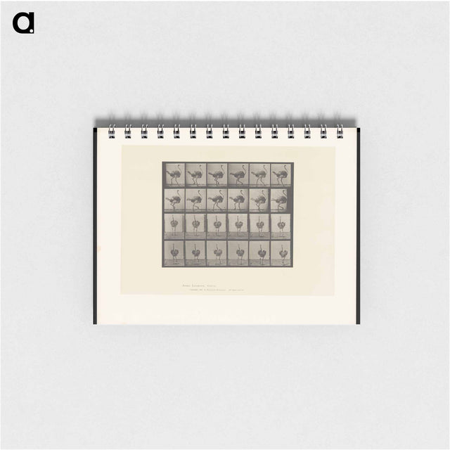 アートメモ帳-Walking Ostrich
 - エドワード マイブリッジ Memo.