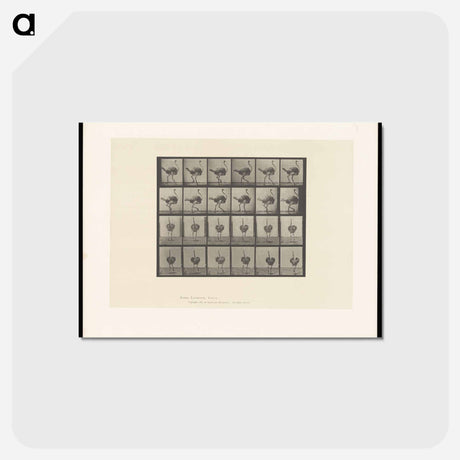 アートポストカード-Walking Ostrich
 - エドワード マイブリッジ Postcard.