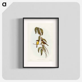 アートポスター-Yellow-bellied Flycatcher
 - ジョン グールド Poster.