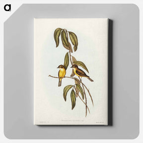 アートパネル-Yellow-bellied Flycatcher
 - ジョン グールド Canvas.