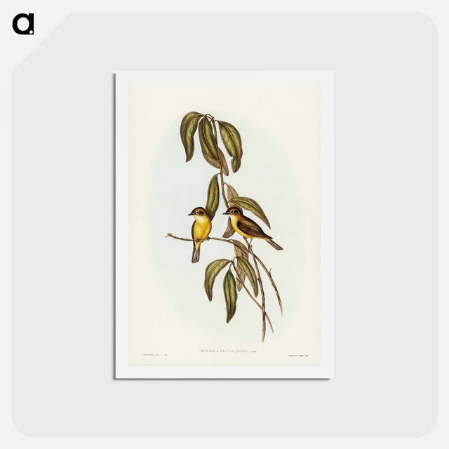 アートポストカード-Yellow-bellied Flycatcher
 - ジョン グールド Postcard.