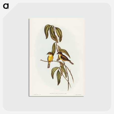 アートポストカード-Yellow-bellied Flycatcher
 - ジョン グールド Postcard.