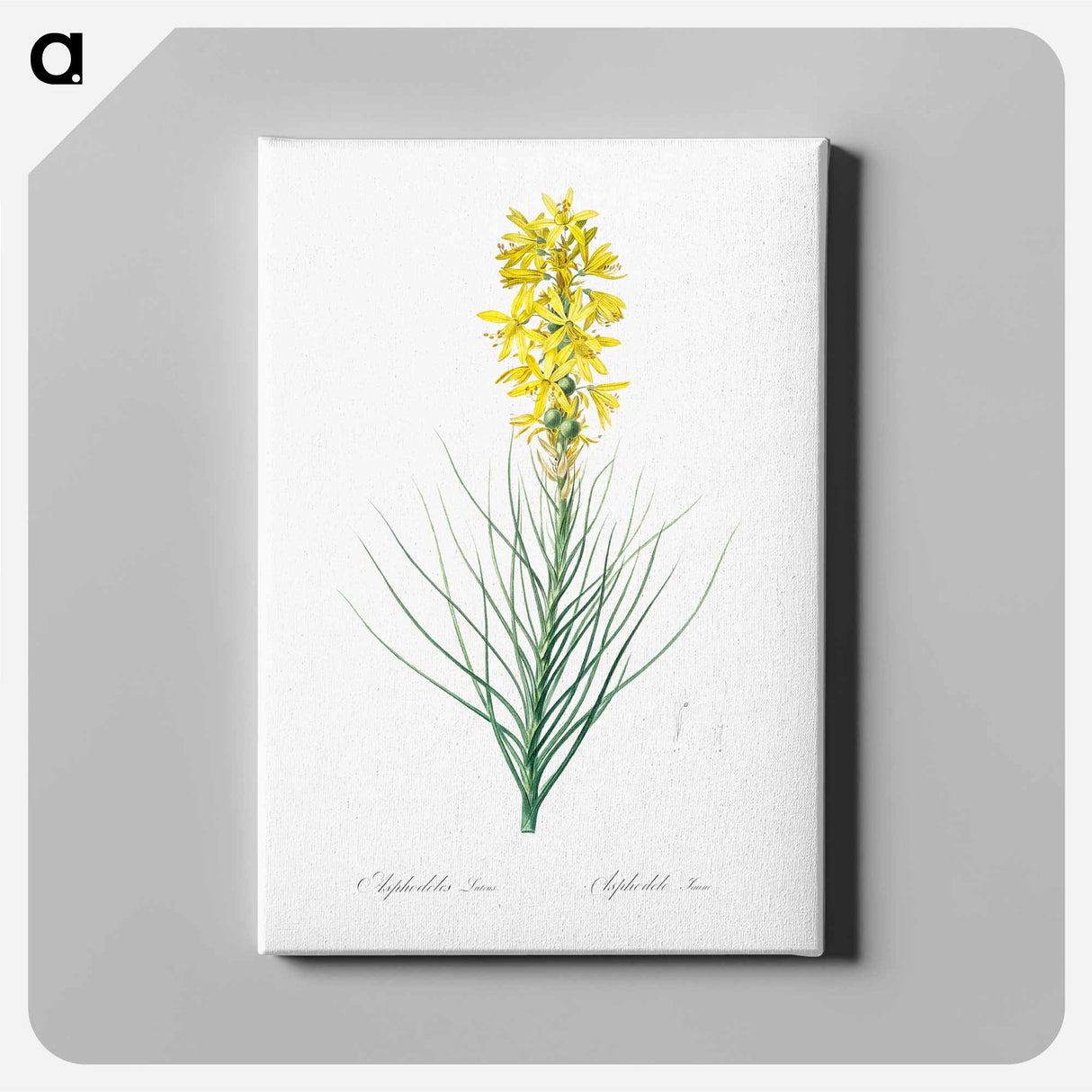 Yellow Asphodel - ピエール ジョゼフ ルドゥーテ Canvas.