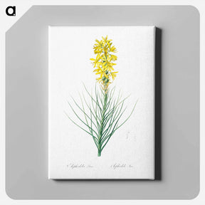 アートパネル-Yellow Asphodel - ピエール ジョゼフ ルドゥーテ Canvas.