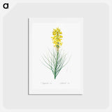 アートポストカード-Yellow Asphodel - ピエール ジョゼフ ルドゥーテ Postcard.
