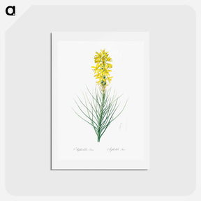 アートポストカード-Yellow Asphodel - ピエール ジョゼフ ルドゥーテ Postcard.