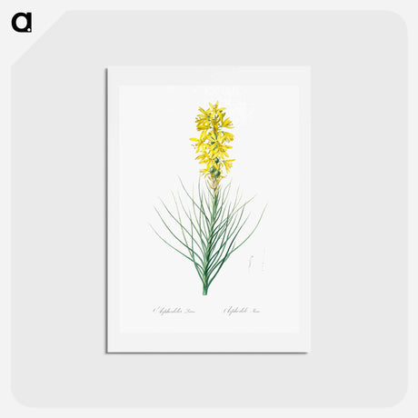 アートポストカード-Yellow Asphodel - ピエール ジョゼフ ルドゥーテ Postcard.