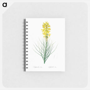 アートメモ帳-Yellow Asphodel - ピエール ジョゼフ ルドゥーテ Memo.
