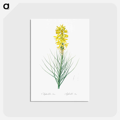 アートポストカード-Yellow Asphodel - ピエール ジョゼフ ルドゥーテ Postcard.