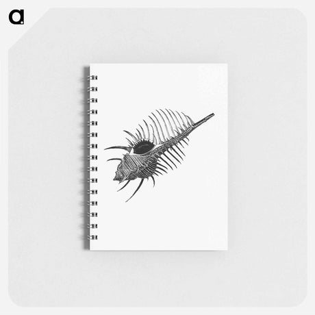 アートメモ帳-Venus Comb, from The Book Of The Ocean
 - 大英図書館 Memo.