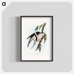 アートポスター-Letter-winged Kite
 - ジョン グールド Poster.