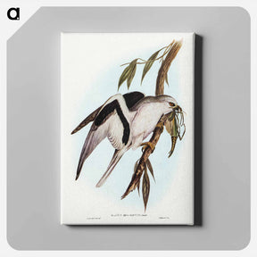 アートパネル-Letter-winged Kite
 - ジョン グールド Canvas.