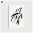 アートポストカード-Letter-winged Kite
 - ジョン グールド Postcard.