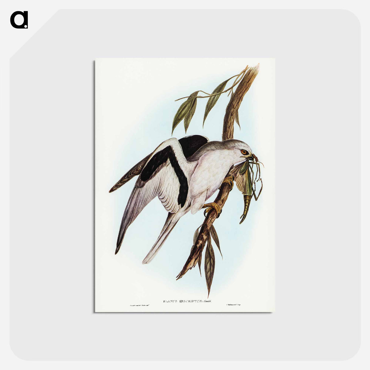 アートポストカード-Letter-winged Kite
 - ジョン グールド Postcard.