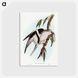 アートポストカード-Letter-winged Kite
 - ジョン グールド Postcard.