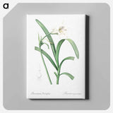 アートパネル-Peruvian daffodil illustration - ピエール ジョゼフ ルドゥーテ Canvas.