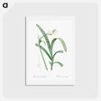 アートポストカード-Peruvian daffodil illustration - ピエール ジョゼフ ルドゥーテ Postcard.