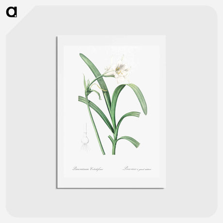 アートポストカード-Peruvian daffodil illustration - ピエール ジョゼフ ルドゥーテ Postcard.