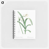 Peruvian daffodil illustration - ピエール ジョゼフ ルドゥーテ Memo.
