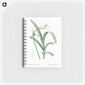アートメモ帳-Peruvian daffodil illustration - ピエール ジョゼフ ルドゥーテ Memo.