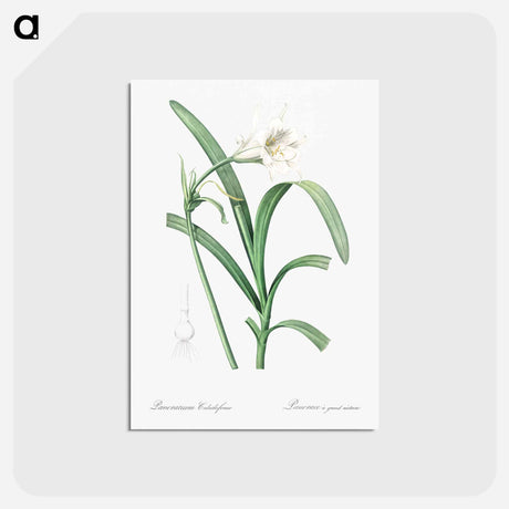 アートポストカード-Peruvian daffodil illustration - ピエール ジョゼフ ルドゥーテ Postcard.