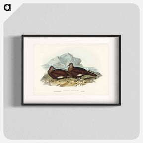 アートポスター-White-quilled Rock Dove
 - ジョン グールド Poster.
